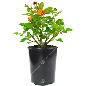 Orange Rose - Outdoor Plant, Stunning Colour, Ideal for Gardens, Compact Size