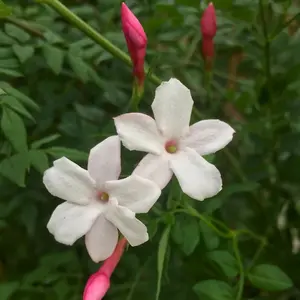 Jasminum officinale Inverleith White Flowering Climbing Plant 60cm Cane 3L Pot