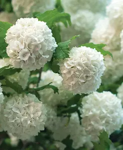 Viburnum opulus Roseum - Snowball tree - supplied in 9cm pot