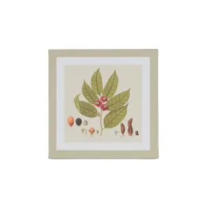 Arthouse Botanical Neutral Tones Mixed size Canvas art, Set of 6