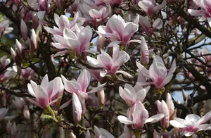 Direct Plants 1X 3-4FT LARGE MAGNOLIA SOULANGEANA PLANT - FRAGRANT TREE - 3L