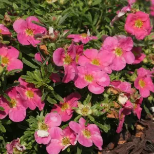 Potentilla Bellissima Garden Plant - Pink Flowers, Compact Size, Hardy (15-30cm Height Including Pot)