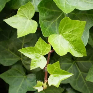 Hedera Helix - Dark Green Foliage, Climbing Ivy, Evergreen Plant (20-30cm Height Including Pot)