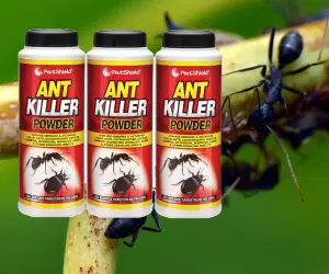 3 x PestShield Ant Killer Powder 150g