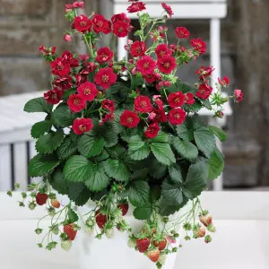 Strawberry (Fragaria) Summer Breeze Rose 9cm Pot x 6