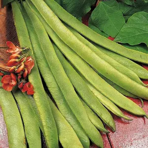 Runner Bean Scarlet Emperor 1 Seed Packet (40 Seeds)