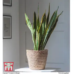 Sansevieria trifasciata var. laurentii - Snake Houseplant  x 1 (12cm Pot)