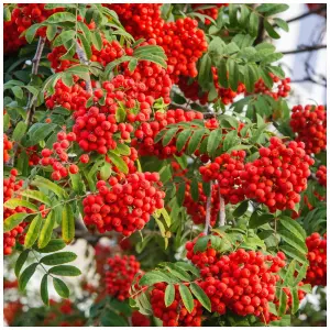 3 Mountain Ash (Rowan) Plant / Sorbus Aucuparia 3-4ft Tall Tree, Hedge 3FATPIGS