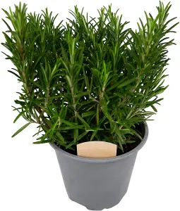 4 x Large Herb Mix - Rosemary - Bay - Thyme - Lavender - 14cm Pots