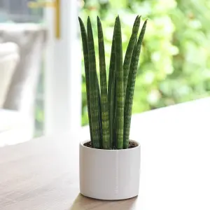 Sansevieria cylindrica Straight - Cylindrical Snake Plant - 20-25cm High inc Pot