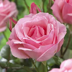 Garden Rose Collection, 5 x Bare Root Bushes, Tea Rose Hybrid Varieties, Disease Resistant, Easy to Grow