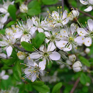 Prunus spinosa 'Blackthorn' Bare Root Hedge Hedging Tree Plants (1-2ft, 10 Plants)