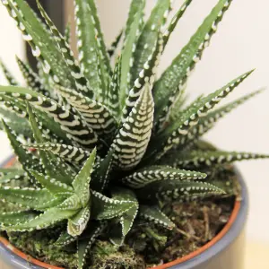 1 x Haworthia Fasciata Big Band Indoor Plant in 11cm Pot - Little Zebra Succulent - Easy to Care For Houseplant for Home & Office