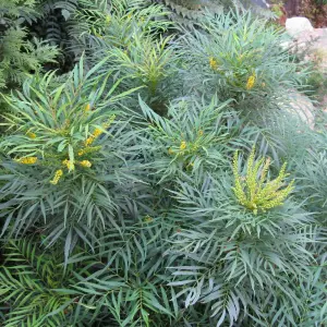 Mahonia Soft Caress Garden Shrub - Fragrant Yellow Flowers, Compact Size (20-30cm Height Including Pot)