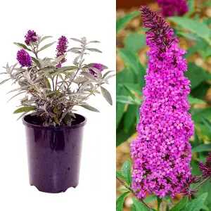 Buddleja Butterfly Towers "Magenta" Shrub - Strong Plant in a 9cm Pot