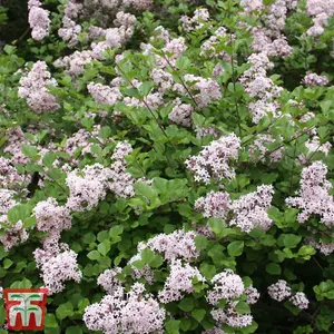 Syringa meyeri Palibin (Standard) 2 Litre Potted Plant x 4