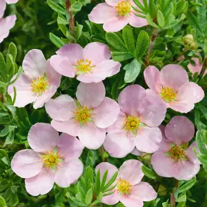 Potentilla Lovely Pink Garden Plant - Bright Pink Blooms, Compact Size (10-30cm Height Including Pot)