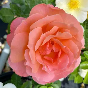 YouGarden Daniel's Rose, Established Potted Rose in 3-4L Pot, Ready to Plant Fragrant Roses for Pots, Beds or Borders, Floribunda