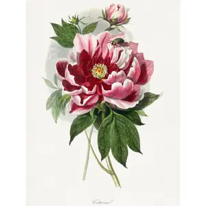 Vintage Pink Red Peony Bloom Flowers - Print Unframed / 40.5cm H x 30.5cm W