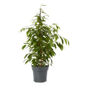 Verve Weeping fig in Terracotta Plastic Grow pot 17cm