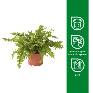 Verve Boston Fern in Terracotta Plastic Grow pot 12cm