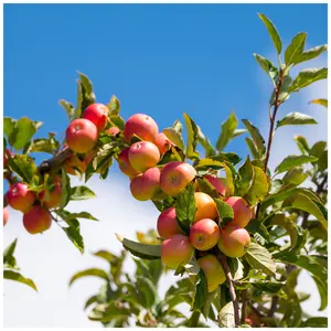 Dwarf Patio Laxton's Superb Apple Tree, Ready to Fruit, Crisp, Sweet, Crunchy & Juicy 3FATPIGS