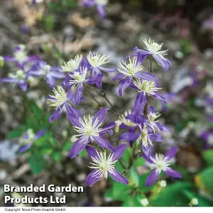 Clematis Aromatica 2 Litre Potted Plant x 1