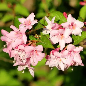 Weigela Florida 'Pink Princess' in 2L Pot, Stunning Pink Bell-shaped Flowers 3FATPIGS