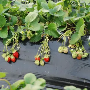 Strawberry Marshmello Bare Root - Grow Your Own Bareroot, Fresh Fruit Plants, Ideal for UK Gardens (20 Pack)