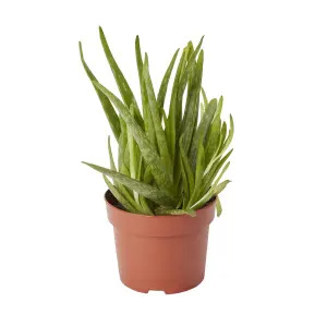 GoodHome Aloe vera in Plastic Grow pot 12cm