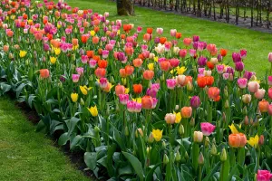 20 Tulip Bulbs Double Dancers Spring Bulbs 10/11 Pink Yellow Flowers