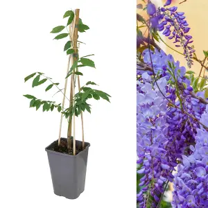 1 x Chinese Wisteria Sinensis Prolific in 2L Pot - Scented Climbing Shrub - Blue Violet Flowers - Ideal for Walls and Trellises