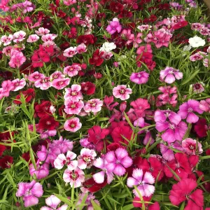 6 x Dianthus Carnation Festival Mixed Pack - Colourful Flowers - Bedding Plants - Ideal for Pots, Containers & Beds in UK Gardens