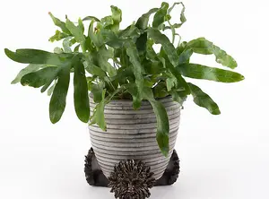 Bronze Green Man Plant Pot Feet - Set of 3 - L5.5 x W8.5 x H8.5 cm