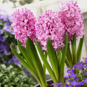 Hyacinth Pink Bulb Trio in 12cm Pot - Three Easy to Grow Hyacinthus Bulbs Growing in Pot - Fragrant Indoor Flowering Plant