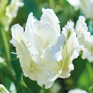 Tulip Super Parrot 10 Flower bulbs