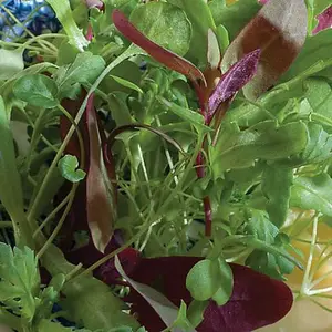 Children's - Salad Fancy Summer Mix 1 Packet (200 Seeds)