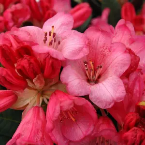 Rhododendron Wine and Roses 15cm Potted Plant x 1