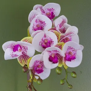 Orchid Artificial Pink with Gold Pot 48cm Harlequin Botanik