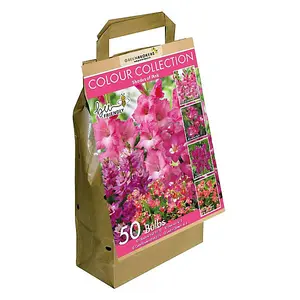 Colour Collection Spring Flower Bulbs-Pink (50 Bulbs) Bee Friendly