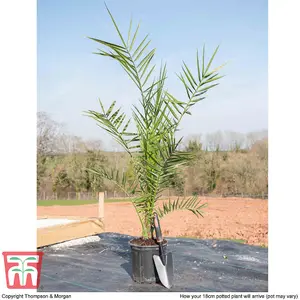 3 x Phoenix Canary Palm Tree 1.5 Litre Potted Plant - Tropical Style - Ideal for Patio Containers