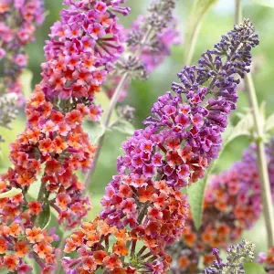 Buddleia Flower Power - Spectacular Butterfly Bush, Compact Size (30-40cm)