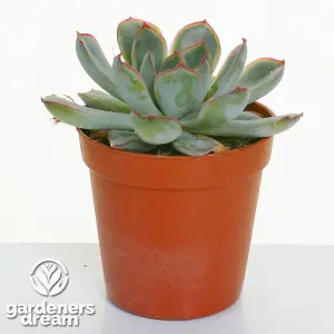 Echeveria Mix - Expansive Collection of 20 Succulents, Perfect for Varied Arrangements, Easy-Care (5-10cm)