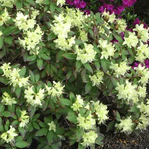 Rhododendron Shamrock (15-25cm Height Including Pot) Garden Plant - Compact Shrub, Pink Blooms