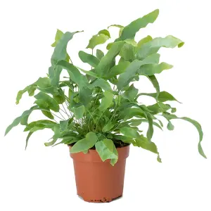 Phlebodium Blue Star Golden Polybody - Unique Indoor Fern Houseplant with Blue-Green Foliage (25-35cm)