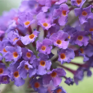 Buddleia Empire Blue - Outdoor Flowering Shrub, Ideal for UK Gardens, Compact Size (15-30cm Height Including Pot)