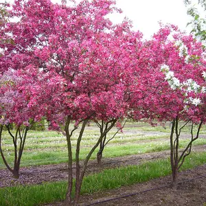 Malus Profusion Tree - Crab Apple Tree, Pink-Purple Flowers, Tasty Fruit, Low Maintenance (5-6ft)