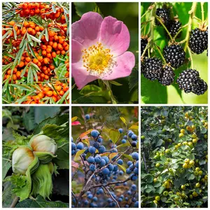 5m MIXED EDIBLE Native Country Hedging Plants, 25 Plants, 6 Different Varieties 3FATPIGS