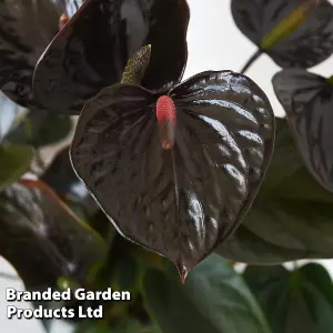 Anthurium Black Love 12cm Pot x 1