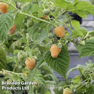 Raspberry (Rubus) Twotimer Sugano Yellow 9cm Potted Plant x 1